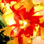 Parrot tulip