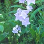 campanula persicifolia (campanula persicifolia)