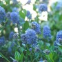 ceanothus (Ceanothus thyrsiflorus (Blue Blossom))