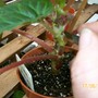 Cutting a cutting - above (Begonia)