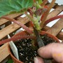 Cutting a cutting - below (Begonia)