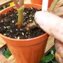 Tuber Cutting (Begonia)