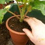 Firming/leveling/adding a bit more compost (Begonia)