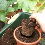 Potting up/placing the plant into the hole  (Begonia)