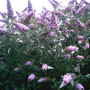 A garden flower photo
