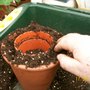 Firming the compost ready to remove the empty pot