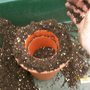 Adding compost around the pot