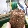 Roots filled the pot, ready to pot on (Begonia)