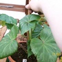 Adding the cane (Begonia)
