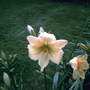 A garden flower photo