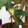 Potted on with 2 side shoots (Begonia)