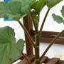 No side shoots, won't make the show (Begonia)