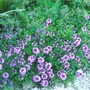 hebe groundcover (youngii, I think) (hebe youngii)