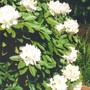 white rhodie (rhododendron)