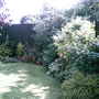 My garden