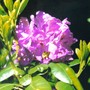 Rhododendron Daphnoides (Rhododendron daphnoides)