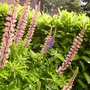 lupin, pink and one blue spike (lupinus)