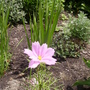 Cosmos (cosmos)