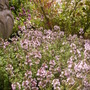 thyme (Thymus vulgaris (Garden thyme))