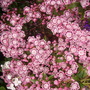 mountain laurel (Kalmia latifolia (Calico bush))