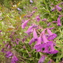 Penstemon (penstemon)