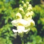 snapdragon (antirrhinum)