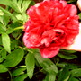 A garden flower photo