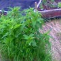 wild rhubarb