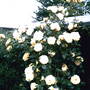 A garden flower photo