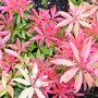 Pieris Spring 2008 (Pieris japonica (Lily of the valley bush))