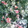 A garden flower photo