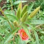 Wild_flower