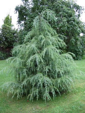Cedrus deodara (Cedrus deodara)