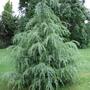 Cedrus deodara (Cedrus deodara)