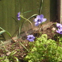 A garden flower photo