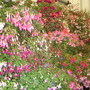DSC01037.jpg