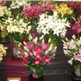 DSC01039.jpg