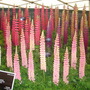 Dsc01040