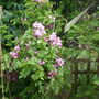 A garden flower photo