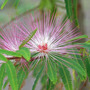 Calliandra_rosea