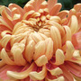 Chrysanth