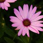 Perennials in My Garden