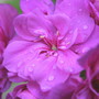 Ivy_leaf_pelargonium_pink_trailing