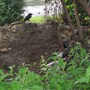 Ducks in training joined by a rook - ie.