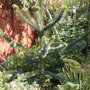 Monkey puzzle tree (Araucaria araucana)