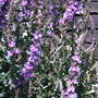 A garden flower photo
