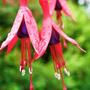 fuschia