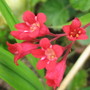 Coral bell flowers (Heuchera)