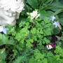 Corydalis and little blue flower( name unknown) (Corydalis ochroleuca)