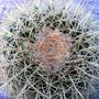 Golden Barrel Cactus (Echinocactus grusonii (Golden barrel cactus))